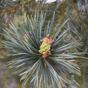 Pinus sylvestris 60-80 cm